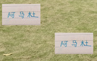 中超10輪畢，申花阿馬杜恢復佳。