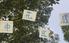 申花醫(yī)療效果顯著，除阿馬杜，其他球員快速恢復。