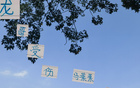 蔣內傷，大連賽，馬艾誰得機？